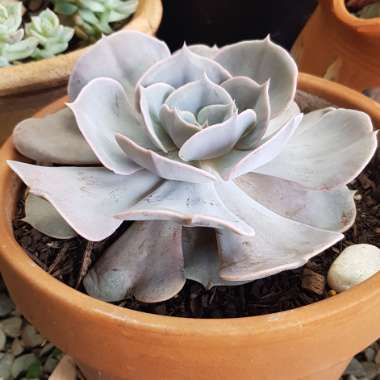 Echeveria Pollux