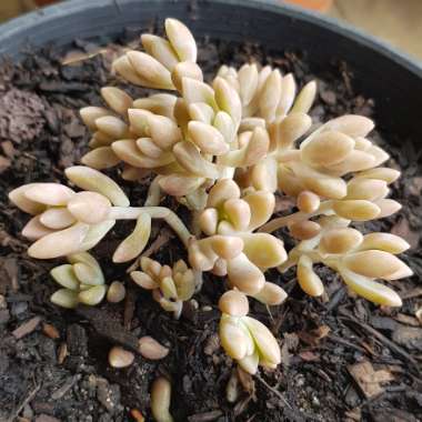 Graptopetalum Mirinae