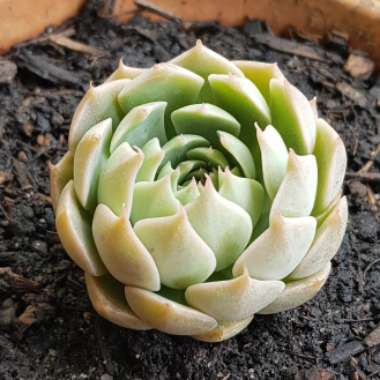 xGraptoveria Margarete Reppin