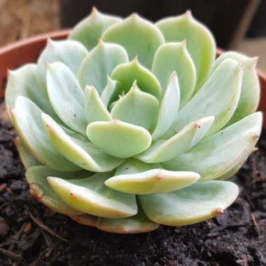 Echeveria Deresina