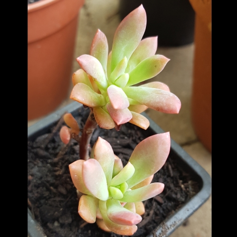 Plant image Echeveria Minibelle