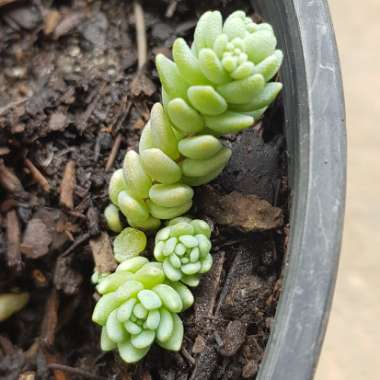 Sedum Dasyphyllum