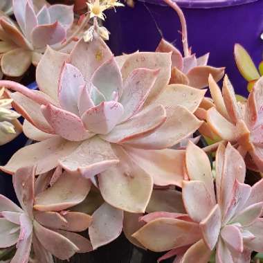 xGraptoveria Douglas Huth