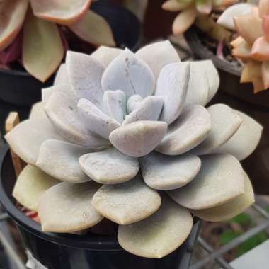 xGraptoveria Margaret Rose