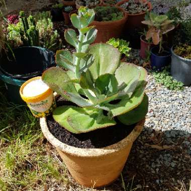 Echeveria Big Red