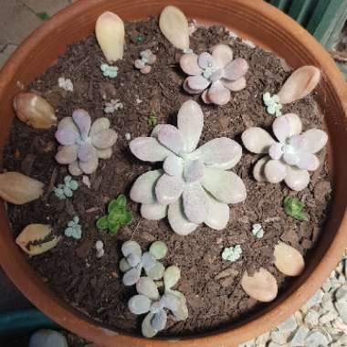 Graptopetalum Amethystinum