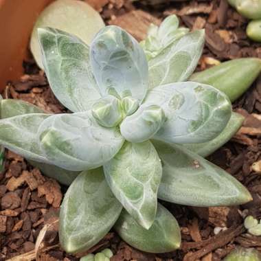 Pachyphytum compactum