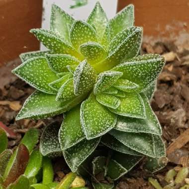 Crassula 'Frosty'