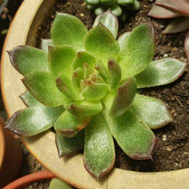 Echeveria Agavoides Blood Maria