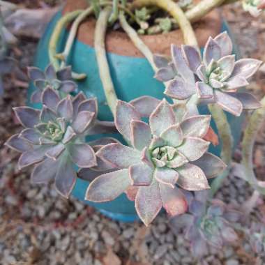 Graptopetalum Paraguayense subsp. Bernalense