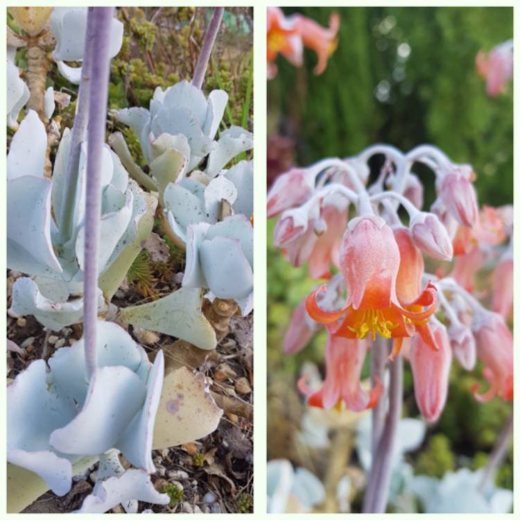 Plant image Cotyledon orbiculata 'Silver Waves'