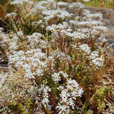 Sedum Album