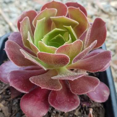 Aeonium Garnet