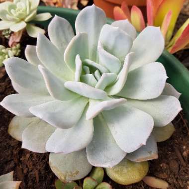 Echeveria Exotic