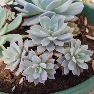 Echeveria Prunella