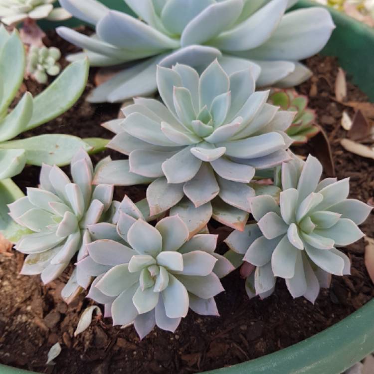 Plant image Echeveria Prunella