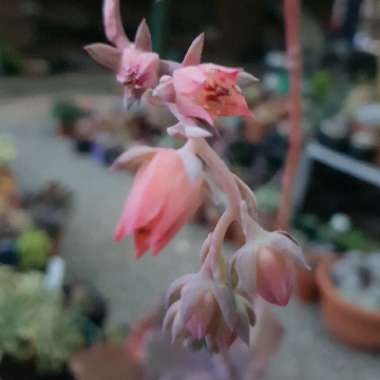 Echeveria La Femme