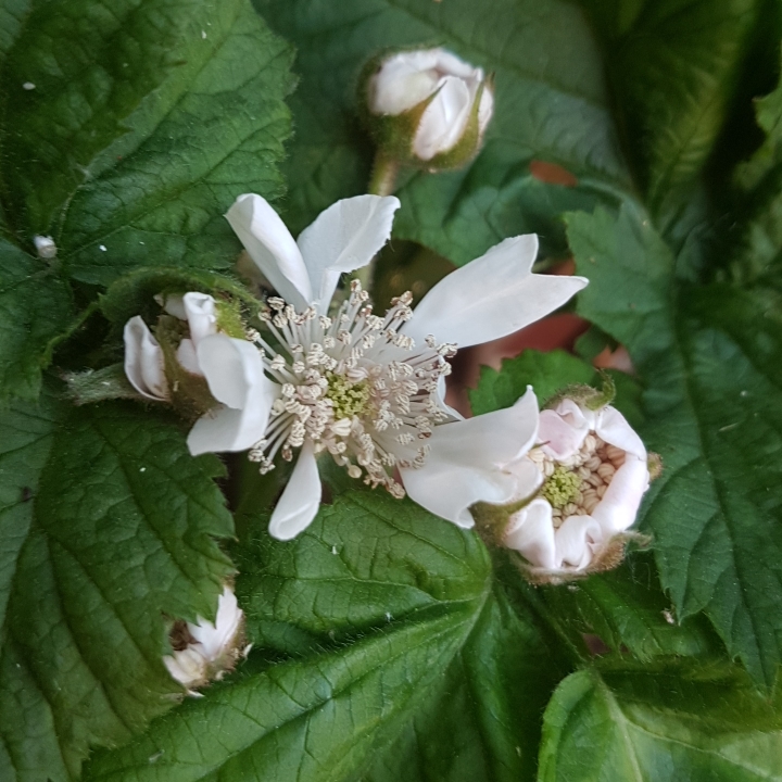 Plant image Rubus fruticosus 'Oregon Thornless'