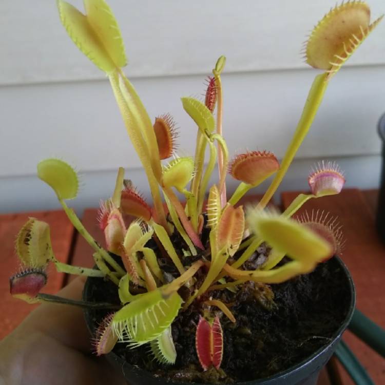 Plant image Hemerocallis 'Venus Flytrap'