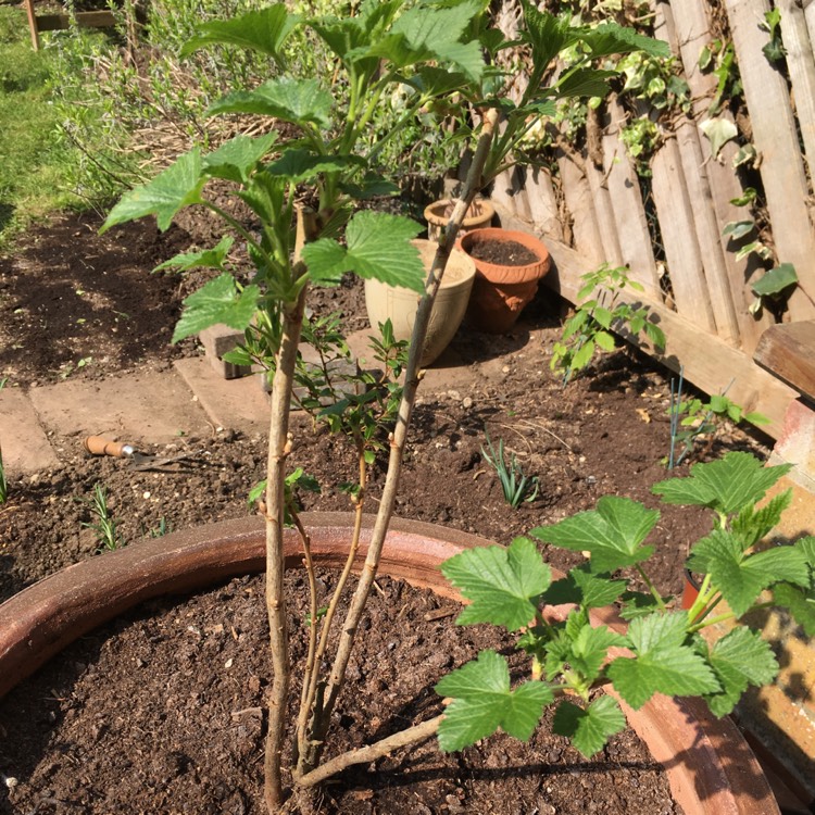 Plant image Ribes nigrum 'Ben Sarek'