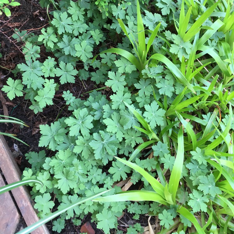 Plant image Geranium macrorrhizum 'Bevan's Variety'