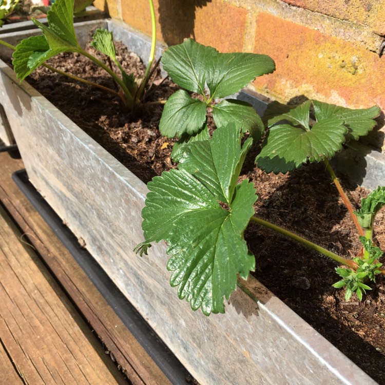 Plant image Fragaria x ananassa 'Florence'