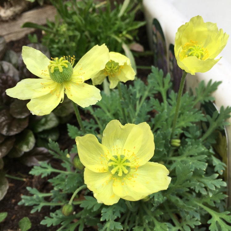 Plant image Papaver 'Moondance' syn. Papaver miyabeanum 'Moondance'