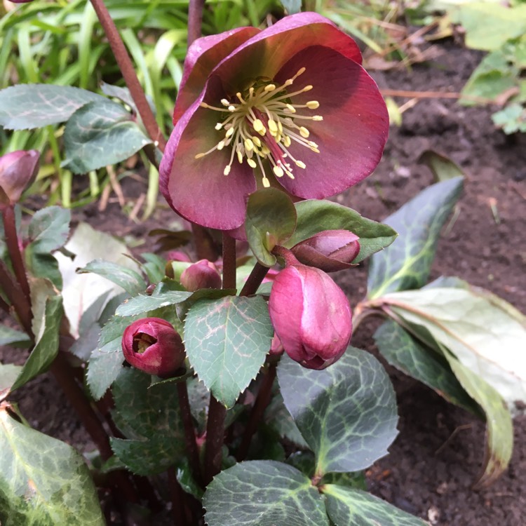 Plant image Helleborus 'Epb 30' (Frostkiss Series) syn. Helleborus (Rodney Davey Marbled Group) 'Dana's Dulcet'