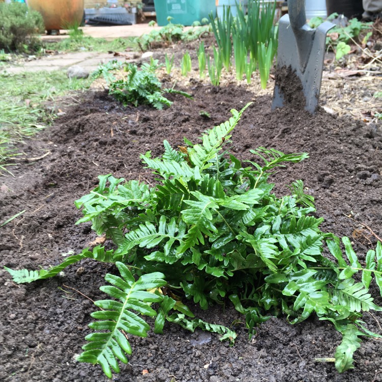 Plant image Polypodium vulgare