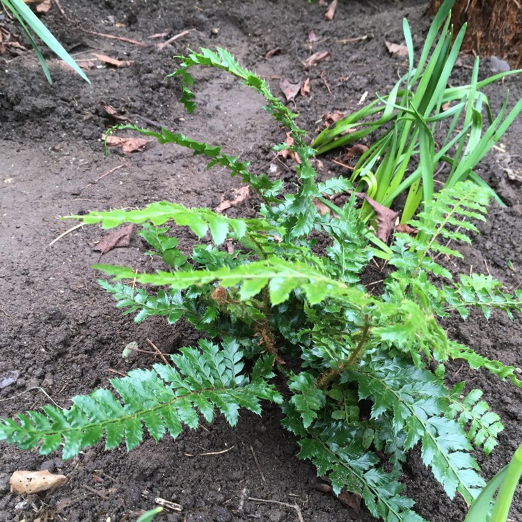 Plant image Polystichum Polyblepharum