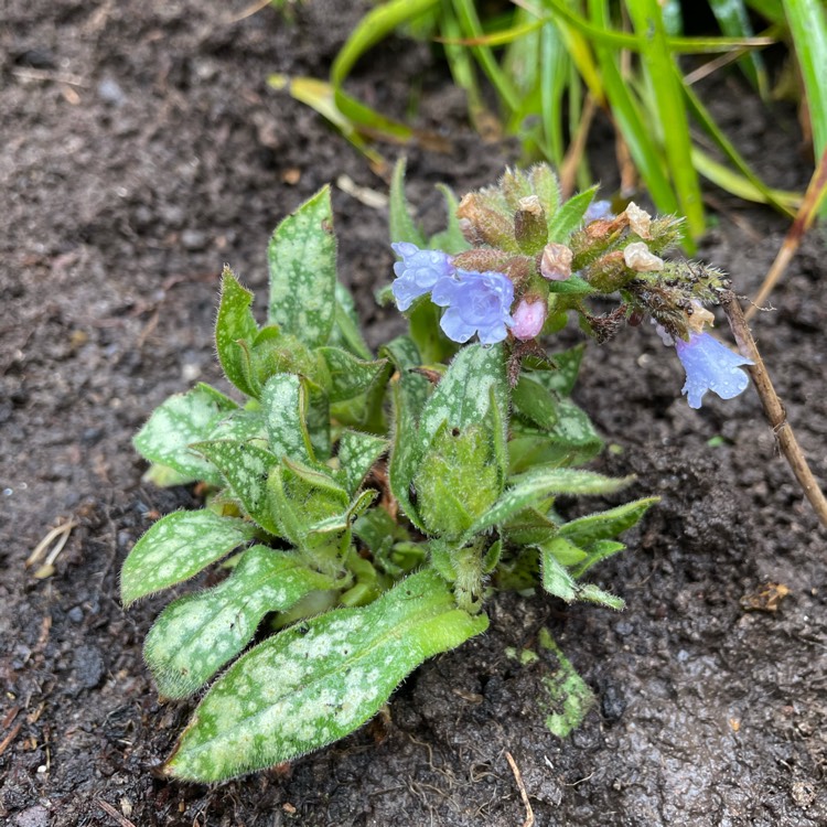 Plant image Pulmonaria 'Opal'