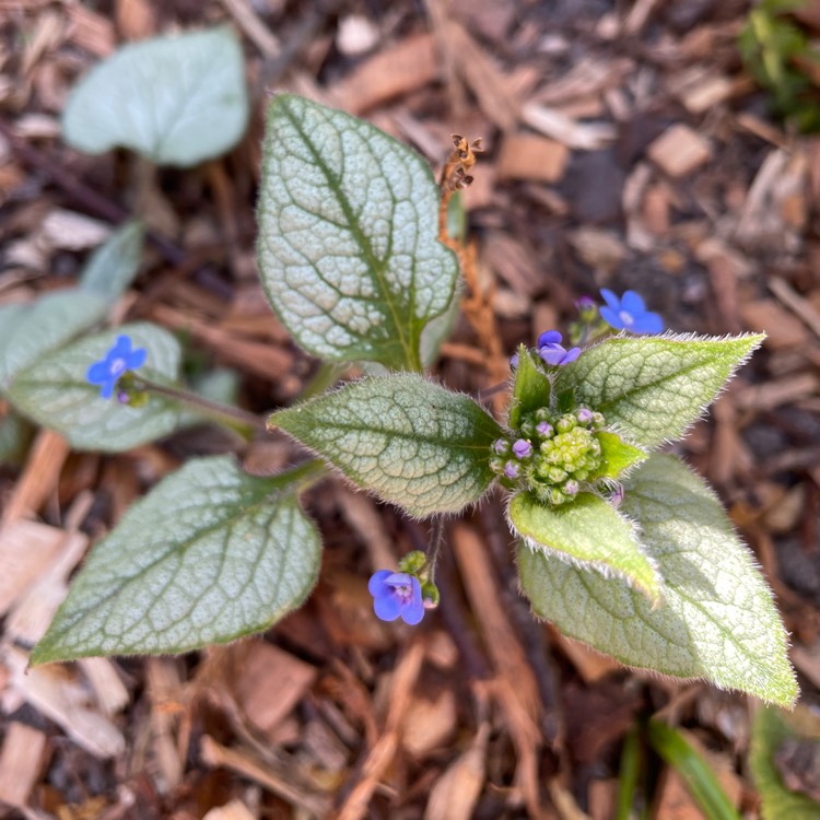 Plant image Brunnera macrophylla 'Looking Glass'