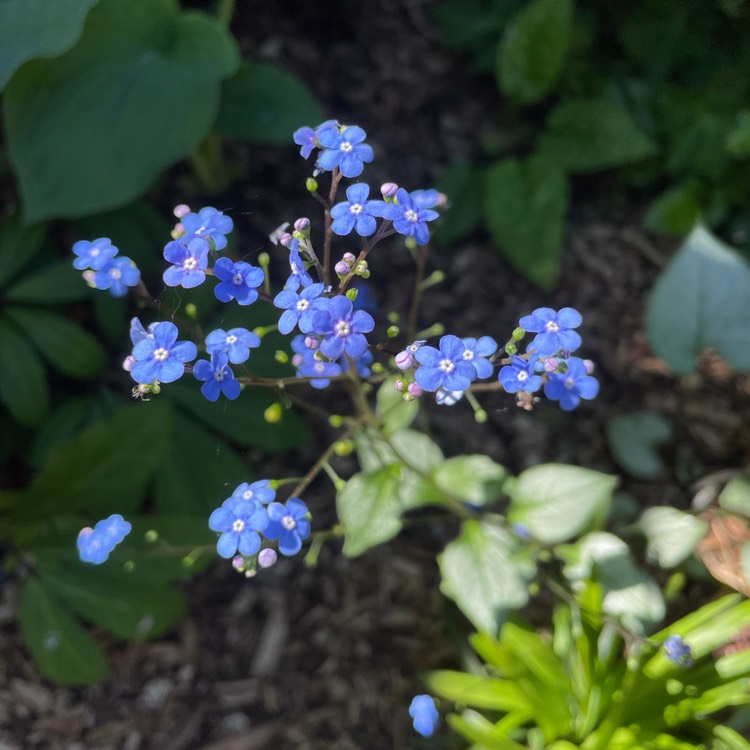 Plant image Brunnera macrophylla 'Looking Glass'