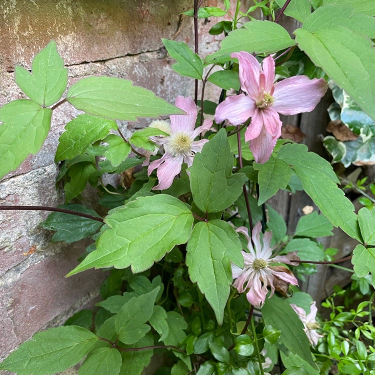 Plant image Clematis montana 'Broughton Star'