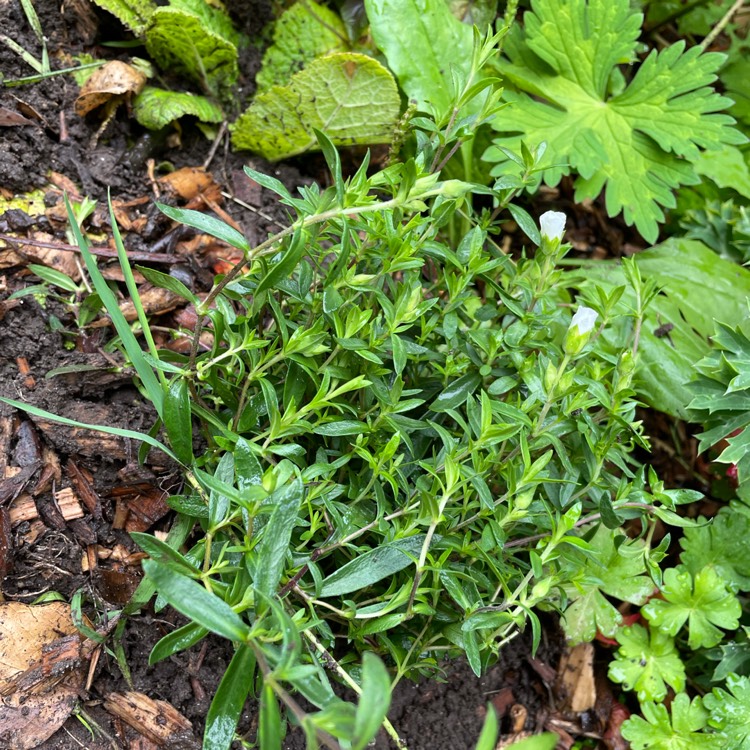 Plant image Arenaria Montana