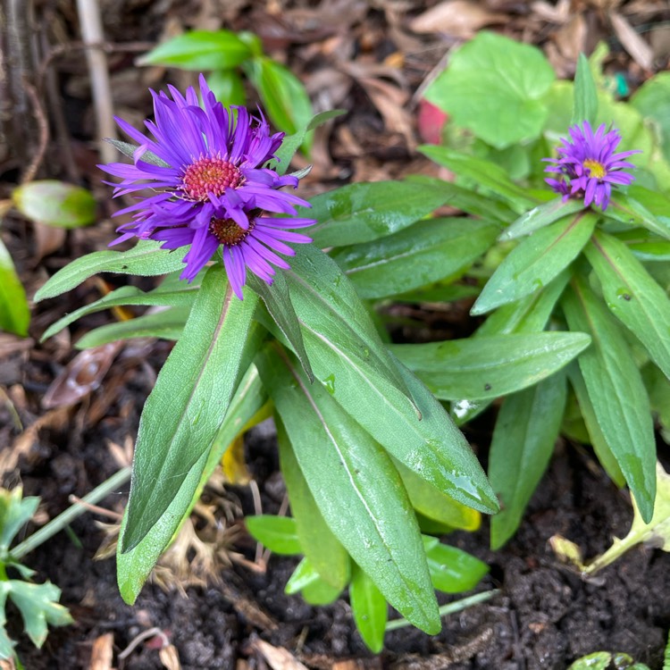 Plant image Aster novae-angliae 'Purple Dome'