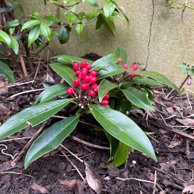 Plant image Skimmia japonica subsp. reevesiana