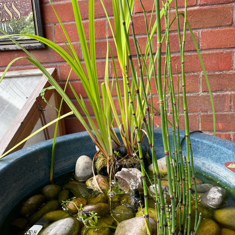 Plant image Equisetum Hyemale syn. Equisetum Japonica