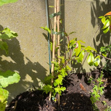 Honeysuckle 'Hall's Prolific'