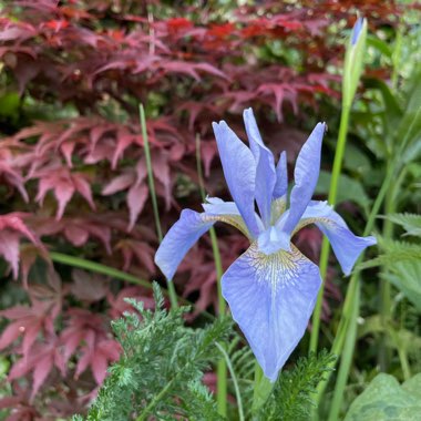 Siberian Iris 'Perry's Blue'