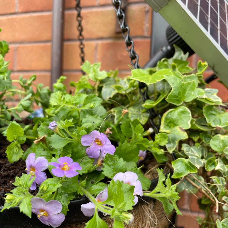 Plant image Bacopa 'Blauw'