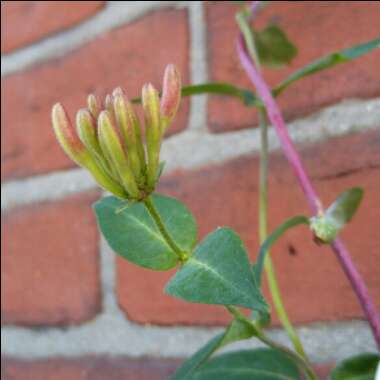 Honeysuckle