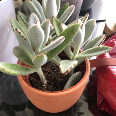 Cotyledon 'Bear Paws'