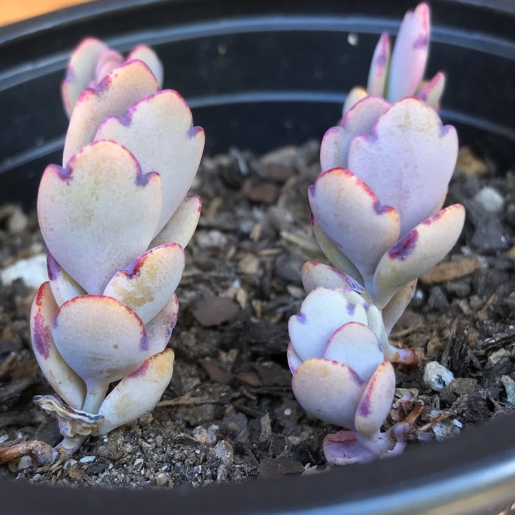 Plant image Kalanchoe Fentschenkoi Variegata  'Aurora Borealis'