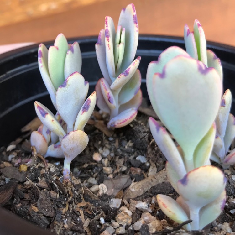 Plant image Kalanchoe Fentschenkoi Variegata  'Aurora Borealis'