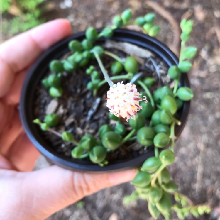 Plant image Senecio 'Radicans'