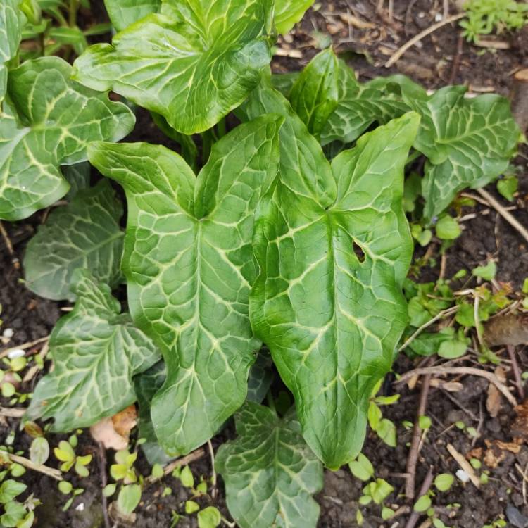 Plant image Arum italicum 'Pictum'