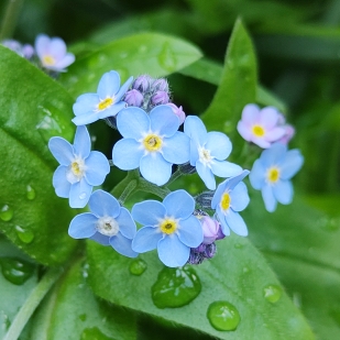 Forget-Me-Not