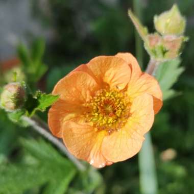 Avens