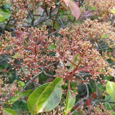 Photinia 'Red Robin'